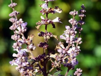 Agnus Castus Erfahrungen