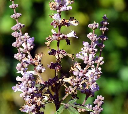 Agnus Castus Erfahrungen