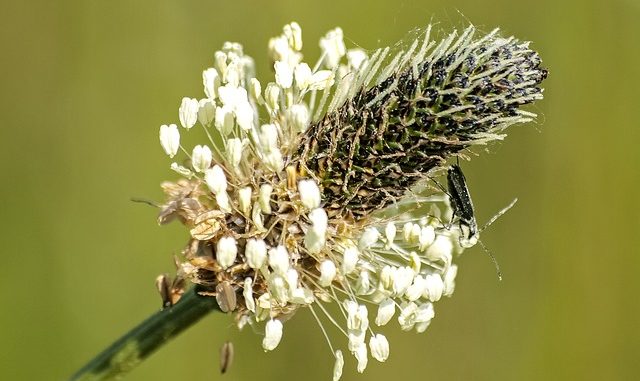 Spitzwegerich in der Schwangerschaft