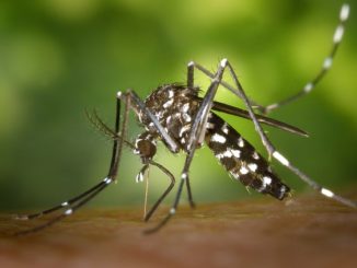 Zika-Virus in der Schwangerschaft